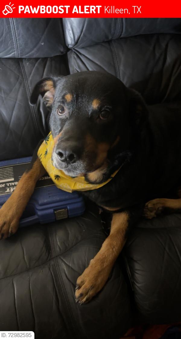 Lost Male Dog last seen Near s forthood s, Killeen, TX 76549