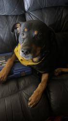 Lost Male Dog last seen Near s forthood s, Killeen, TX 76549