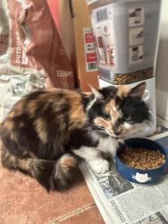 Reunited Female Cat last seen Andes Ct, Fairfax, VA 22030
