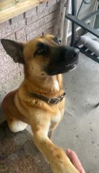 Found/Stray Male Dog last seen MESA DR., Houston, TX 77078