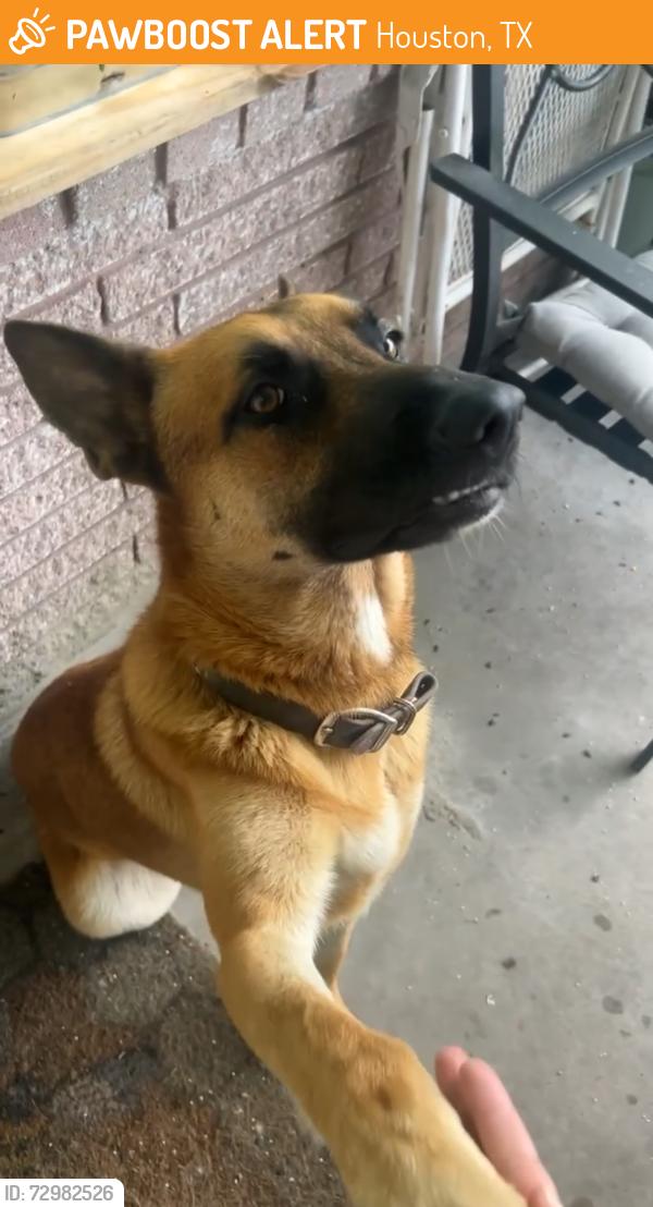 Found/Stray Male Dog last seen MESA DR., Houston, TX 77078