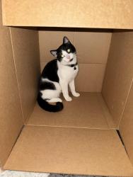 Reunited Male Cat last seen South gulley and van born , Dearborn Heights, MI 48125
