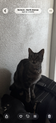 Lost Female Cat last seen Bounds rd. Valley vista track, Ventura, CA 93001