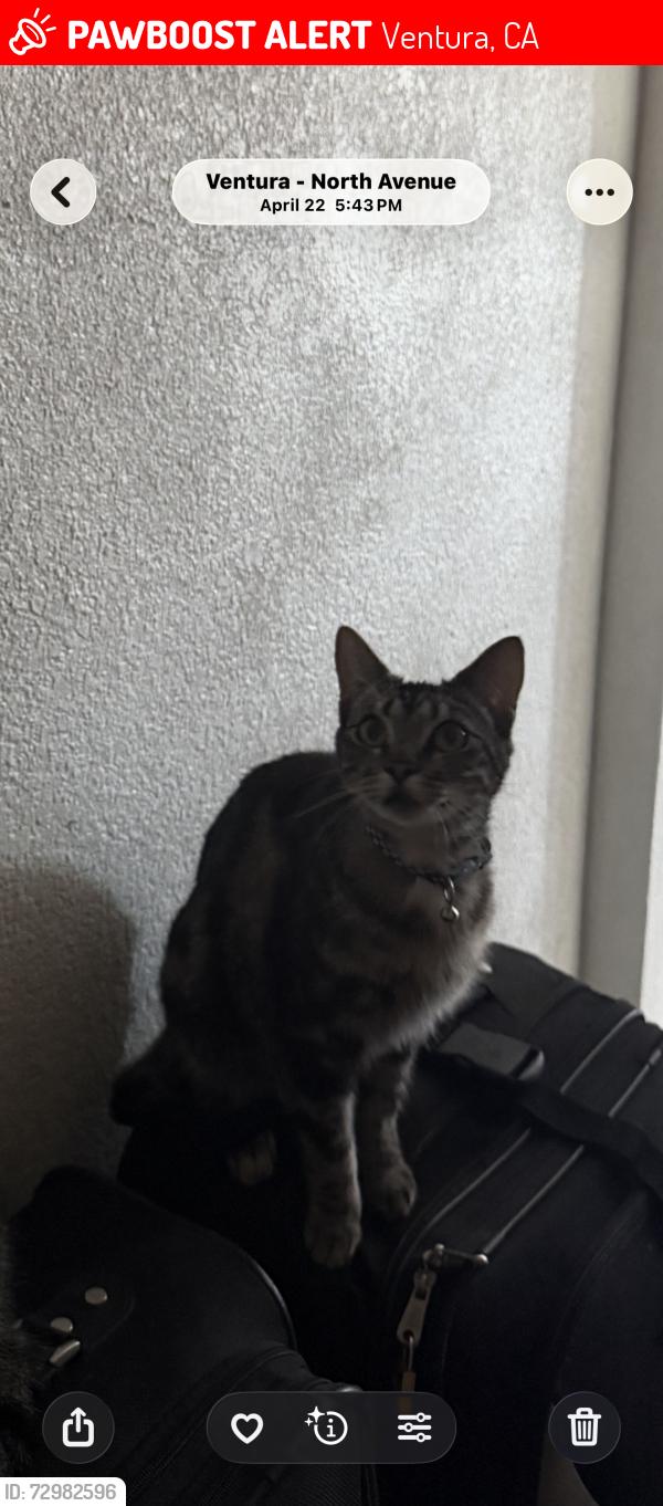 Lost Female Cat last seen Bounds rd. Valley vista track, Ventura, CA 93001