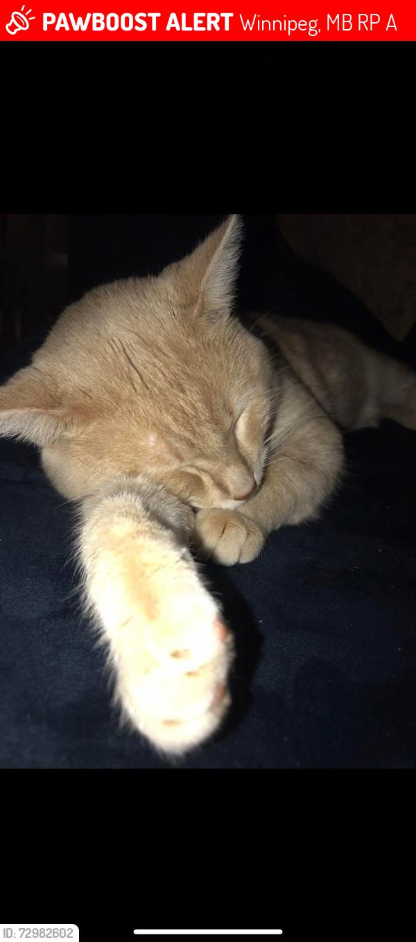Lost Male Cat last seen Manor court , Winnipeg, MB R2P 0A4