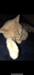 Lost Male Cat last seen Manor court , Winnipeg, MB R2P 0A4