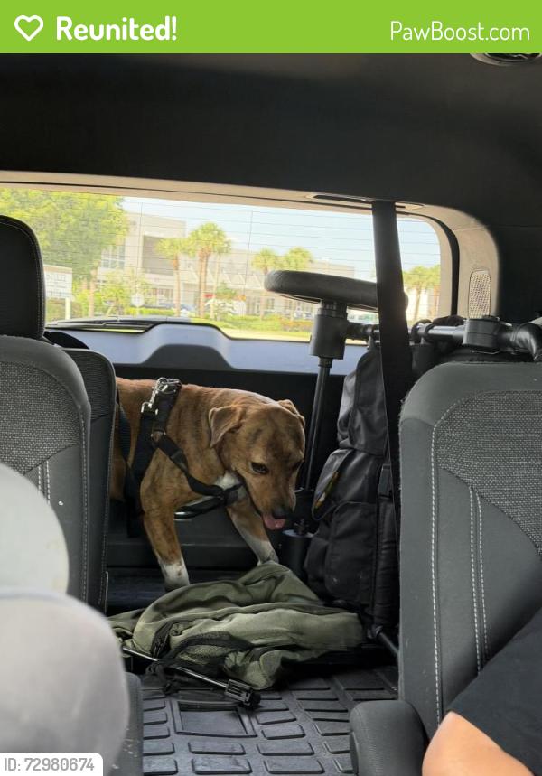 Reunited Male Dog last seen Santa barbara & Jacaranda, Cape Coral, FL 33909
