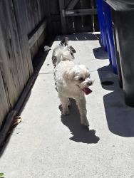 Reunited Male Dog last seen Boxwood Ave, San Leandro, CA 94579, USA, San Leandro, CA 94579