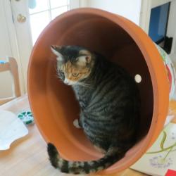 Lost Female Cat last seen francesca off of franklin blvd, Elk Grove, CA 95758