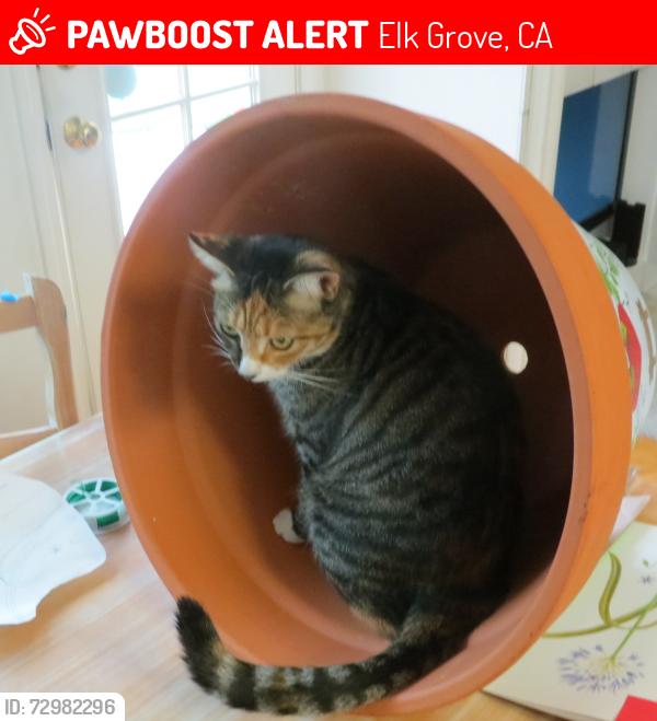 Lost Female Cat last seen francesca off of franklin blvd, Elk Grove, CA 95758