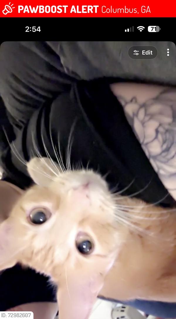 Lost Male Cat last seen Alice drive, Bellwood , Columbus, GA 31904