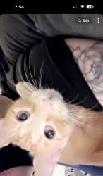 Lost Male Cat last seen Alice drive, Bellwood , Columbus, GA 31904