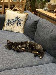 Lost Female Cat last seen Alden road , Fort Hunt, VA 22308