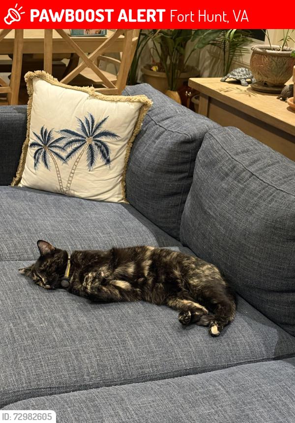 Lost Female Cat last seen Alden road , Fort Hunt, VA 22308