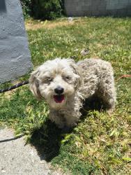 Found/Stray Male Dog last seen Sierra and 4th, San Bernardino, CA 92410