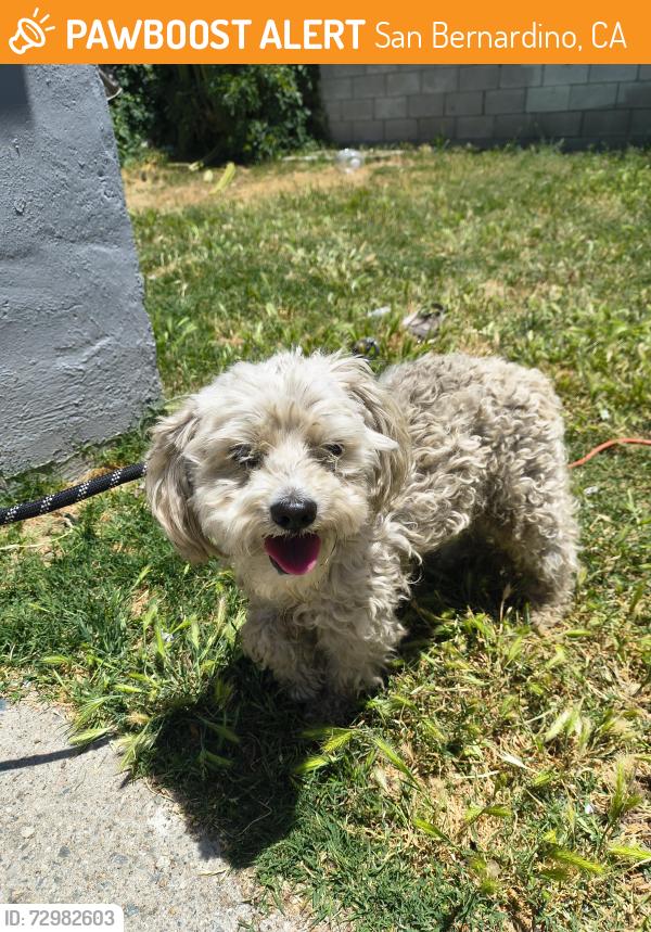 Found/Stray Male Dog last seen Sierra and 4th, San Bernardino, CA 92410
