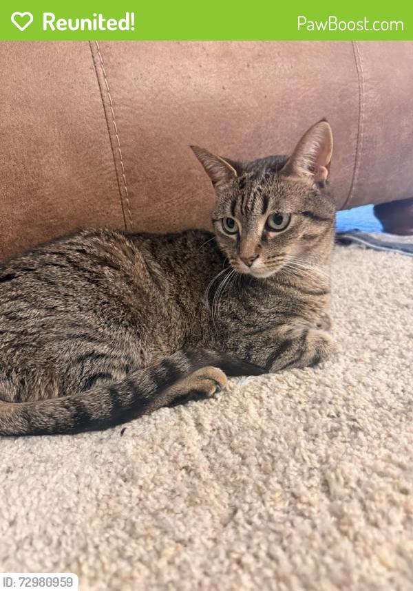 Reunited Female Cat last seen Diamond Park apmts, Santa Clarita, CA 91387