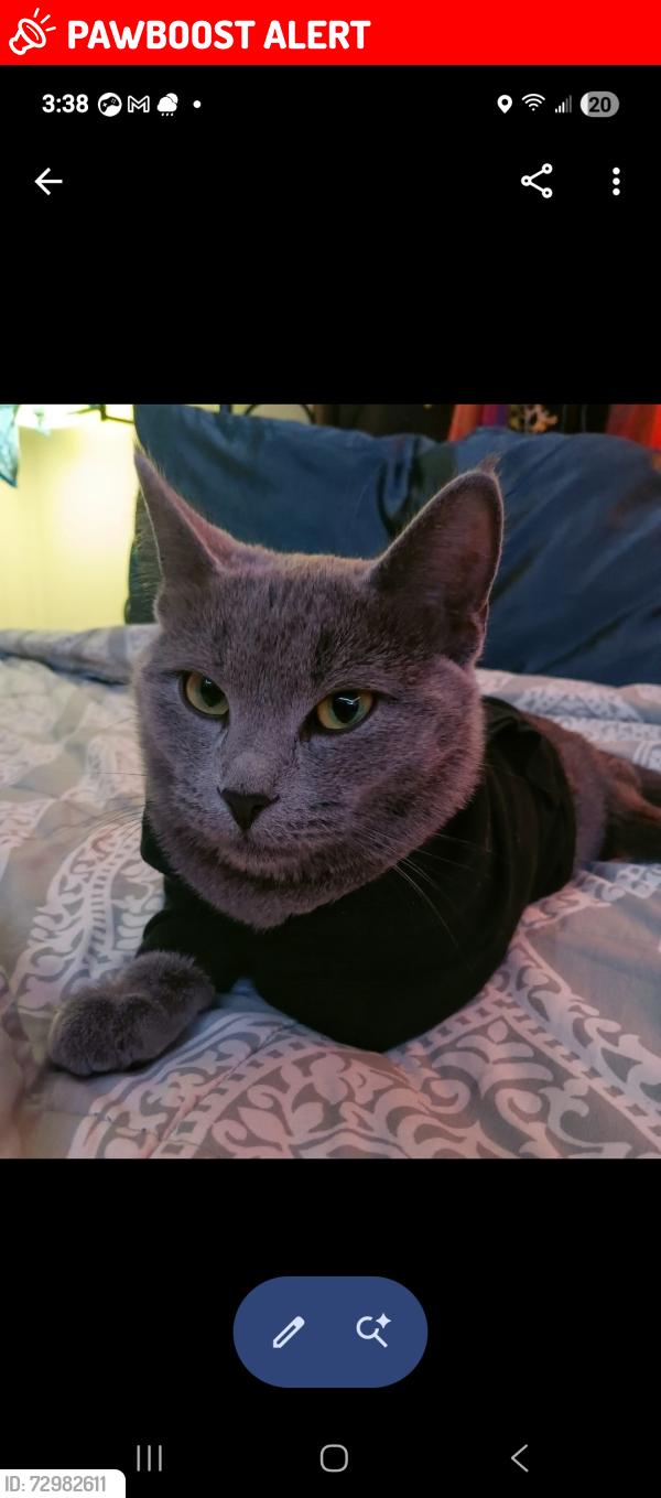 Lost Female Cat last seen Close to Hwy J, right off of I-70. , Bourbon Township, MO 65251