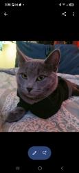 Lost Female Cat last seen Close to Hwy J, right off of I-70. , Bourbon Township, MO 65251