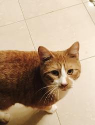 Lost Male Cat last seen Southcross Drive Burnsville , Burnsville, MN 55306