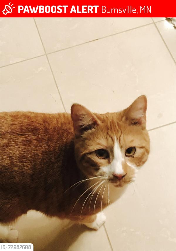 Lost Male Cat last seen Southcross Drive Burnsville , Burnsville, MN 55306