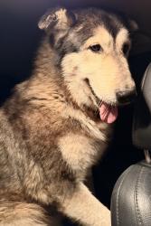 Found/Stray Male Dog last seen Shoe make and north gates., Modesto, CA 95358