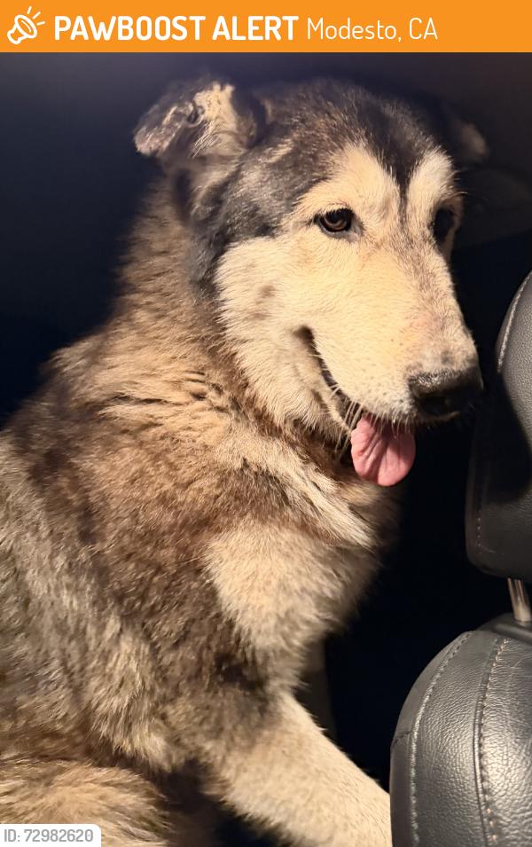 Found/Stray Male Dog last seen Shoe make and north gates., Modesto, CA 95358
