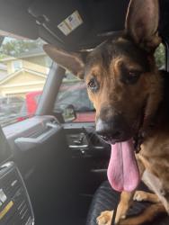 Reunited Male Dog last seen Old St Augustine Rd, Jacksonville, FL, USA, Jacksonville, FL 32258