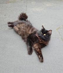 Reunited Male Cat last seen 52nd Ave S, Auburn, WA 98001