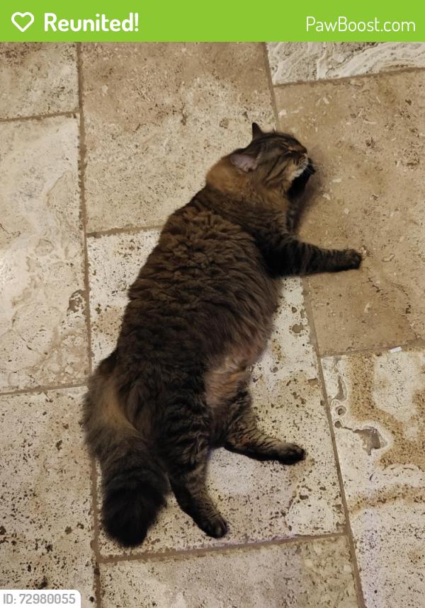 Reunited Male Cat last seen scenic highway and Ronald Reagan , Snellville, GA 30078