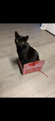 Lost Male Cat last seen Myna and Harris , Arlington, TX 76002