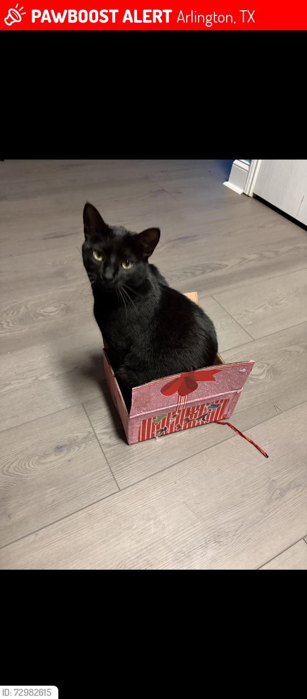 Lost Male Cat last seen Myna and Harris , Arlington, TX 76002