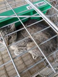 Shelter Stray Female Cat last seen Near Nashua Drive, CARENCRO, LA, 70520, 410 Dugas Rd, Lafayette, LA 70507, USA