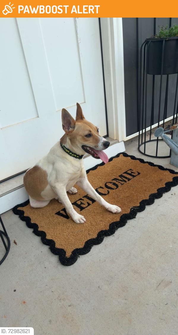Found/Stray Male Dog last seen Strawberry Hill USA, Spartanburg County, SC 29323