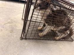 Shelter Stray Male Cat last seen Near Ridgeview Drive, LAFAYETTE, LA, 70507, 410 Dugas Rd, Lafayette, LA 70507, USA