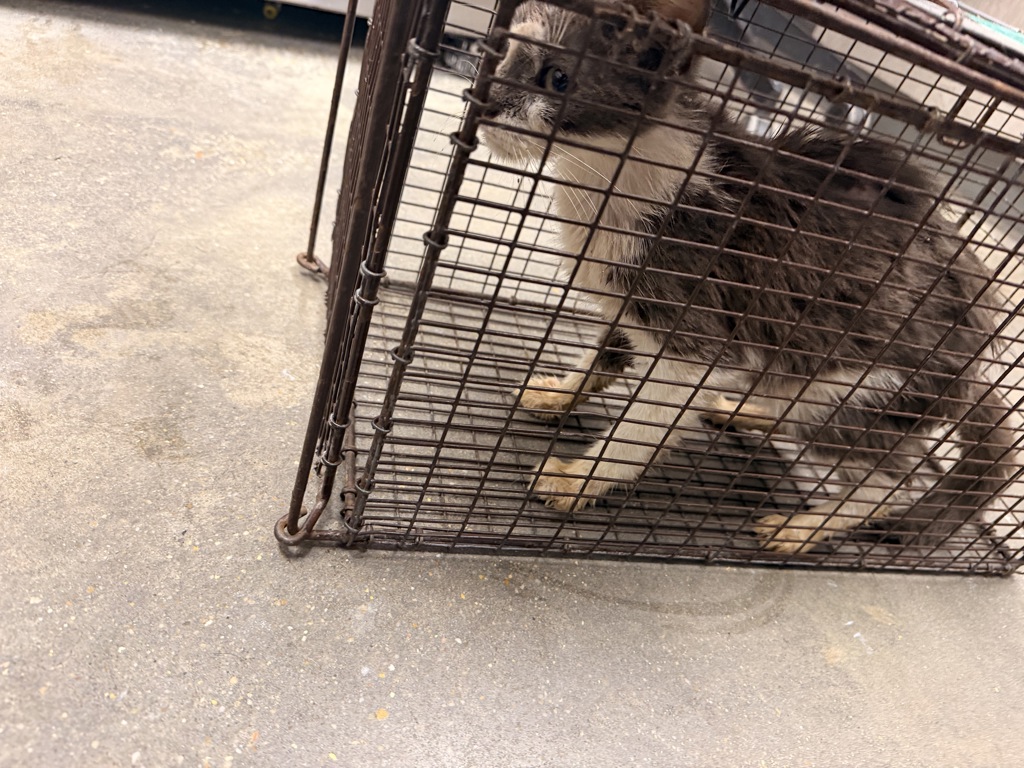 Shelter Stray Male Cat last seen Near Ridgeview Drive, LAFAYETTE, LA, 70507, 410 Dugas Rd, Lafayette, LA 70507, USA