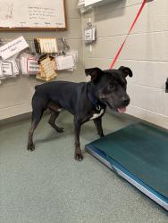Shelter Stray Male Dog last seen Scenic Lake Drive at Waterfowl Point, MIDLOTHIAN, VA, 23112, 9300 Public Works Rd, Chesterfield, VA 23832, USA