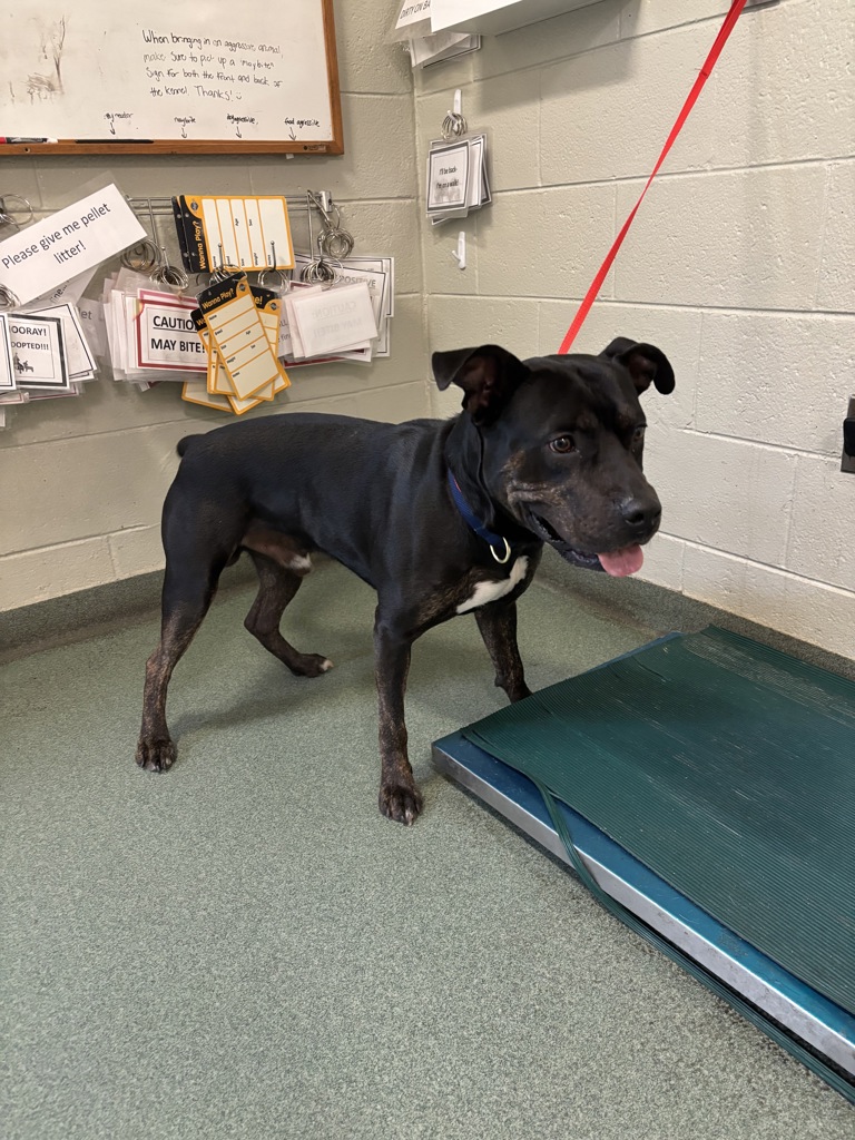Shelter Stray Male Dog last seen Scenic Lake Drive at Waterfowl Point, MIDLOTHIAN, VA, 23112, 9300 Public Works Rd, Chesterfield, VA 23832, USA