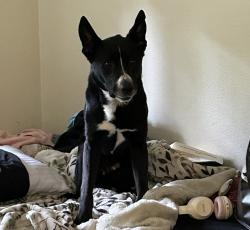 Shelter Stray Male Dog last seen S Water/ S Lane St, PORTLAND, OR, 97239, 1700 W Historic Columbia River Hwy, Troutdale, OR 97060, USA