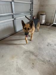 Reunited Male Dog last seen Old St Augustine Rd, Jacksonville, FL, USA, Jacksonville, FL 32258