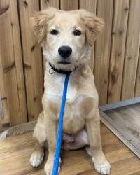 Shelter Stray Male Dog last seen Port Orchard Airport, Port Orchard, WA, 98367, 9167 Dickey Rd NW, Silverdale, WA 98383, USA