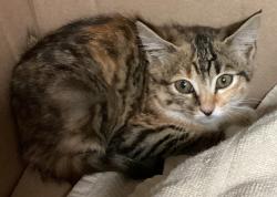 Shelter Stray Female Cat last seen Wingate Street, WAKE FOREST, NC, 27587, Raleigh, NC 27610