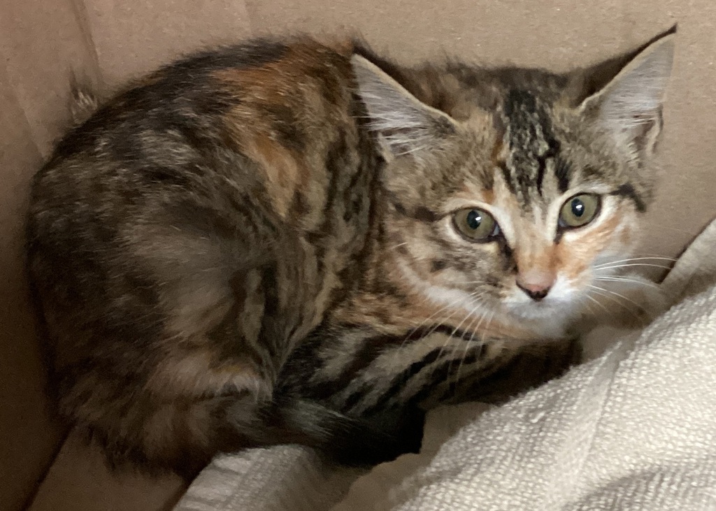Shelter Stray Female Cat last seen Wingate Street, WAKE FOREST, NC, 27587, Raleigh, NC 27610