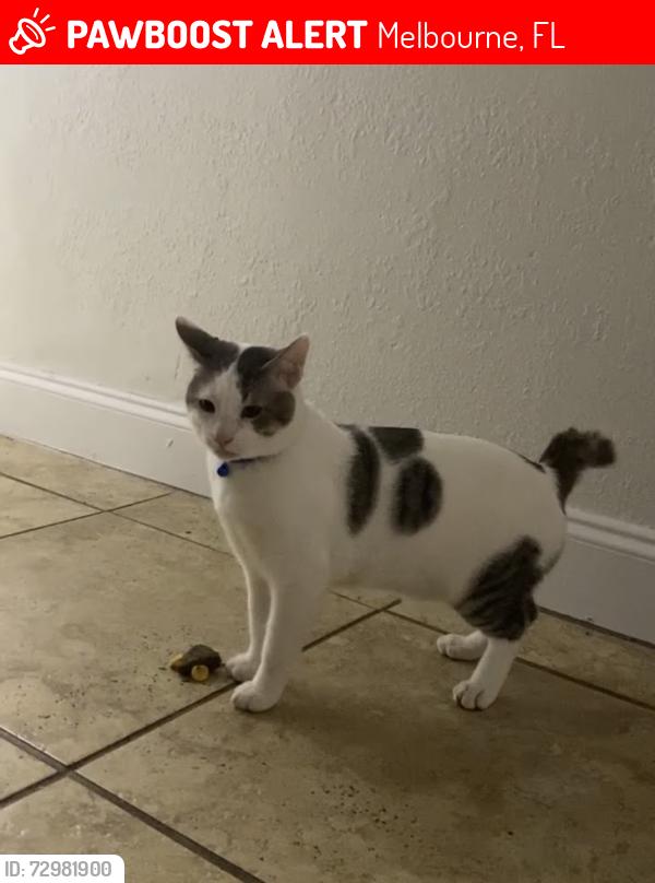 Lost Male Cat last seen Compass apmts off babcock st right next to where andrettis used to be, Melbourne, FL 32901