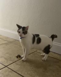 Lost Male Cat last seen Compass apmts off babcock st right next to where andrettis used to be, Melbourne, FL 32901