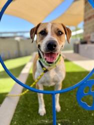Shelter Stray Female Dog last seen Near S 900 W, SALT LAKE CITY, UT, 84104, 511 W 3900 S, Salt Lake City, UT 84123, USA