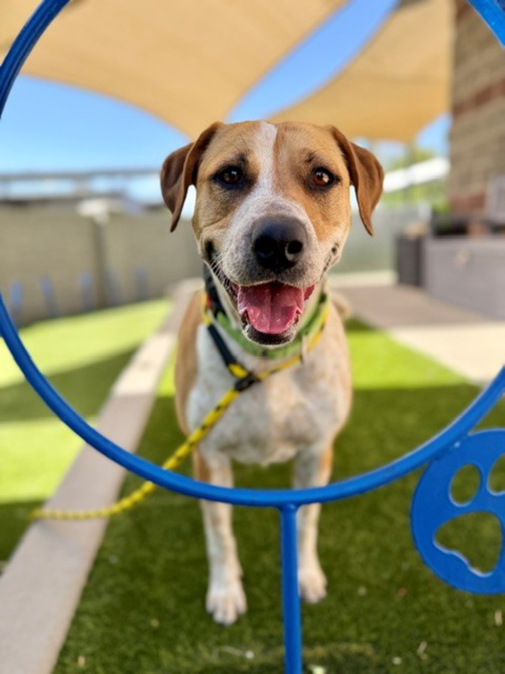 Shelter Stray Female Dog last seen Near S 900 W, SALT LAKE CITY, UT, 84104, 511 W 3900 S, Salt Lake City, UT 84123, USA