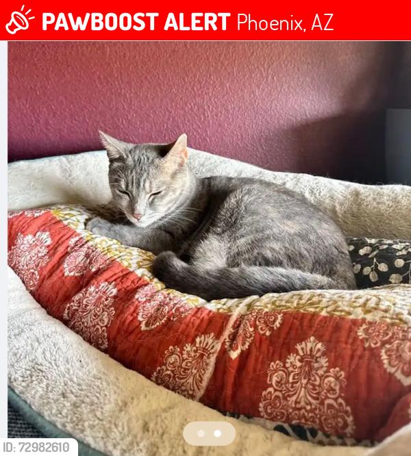 Lost Female Cat last seen 41st Ave & Potter / Deer Valley, Phoenix, AZ 85308