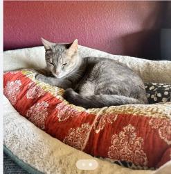 Lost Female Cat last seen 41st Ave & Potter / Deer Valley, Phoenix, AZ 85308