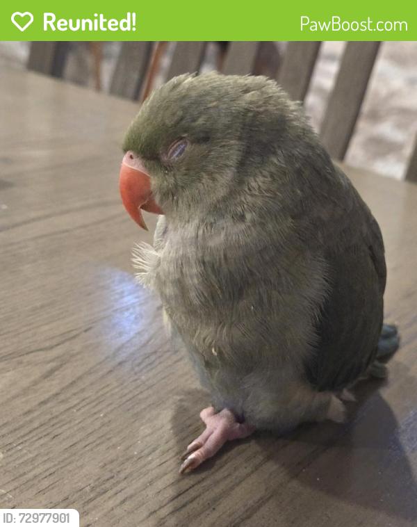 Reunited Unknown Bird last seen Folly Point Dr, Houston, TX 77429, USA, Sydney Harbour, TX 77429